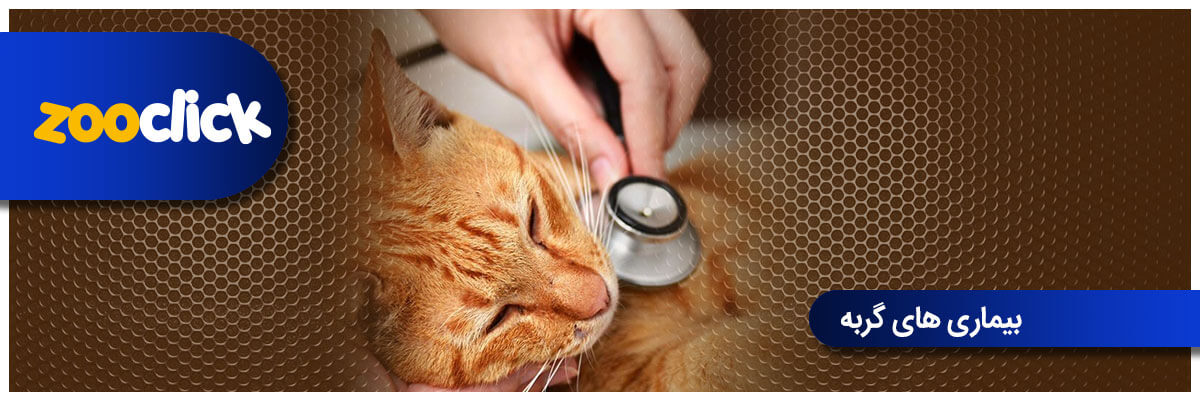 بیماری های شایع در گربه ها