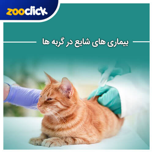 Common diseases in cats 1