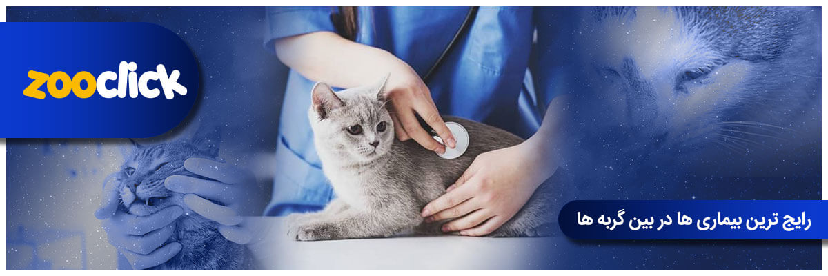 رایج ترین بیماری ها در بین گربه ها
