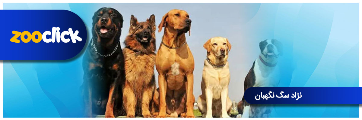 نژادهای مختلف سگ نگهبان
