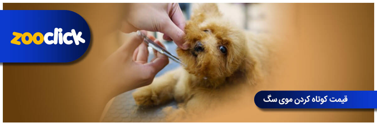 قیمت کوتاه کردن موی سگ