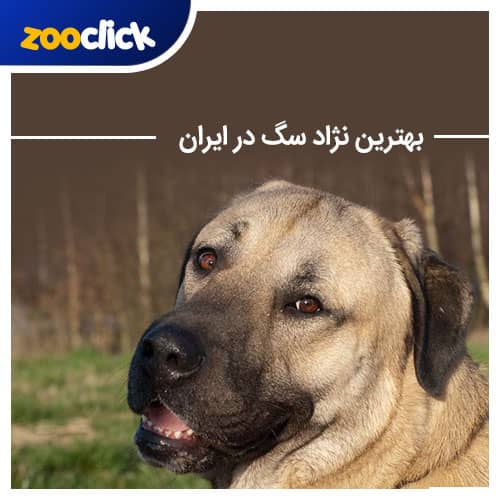 بهترین نژاد سگ در ایران