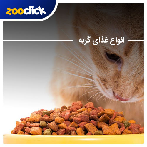 انواع غذای گربه