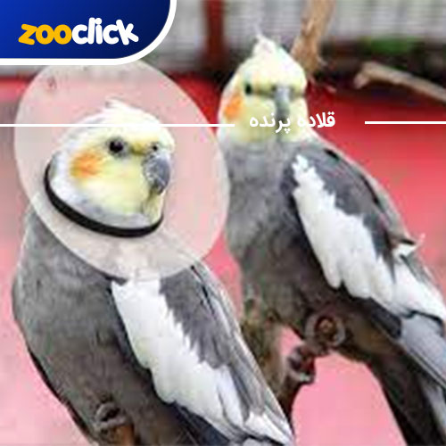 قلاده پرنده