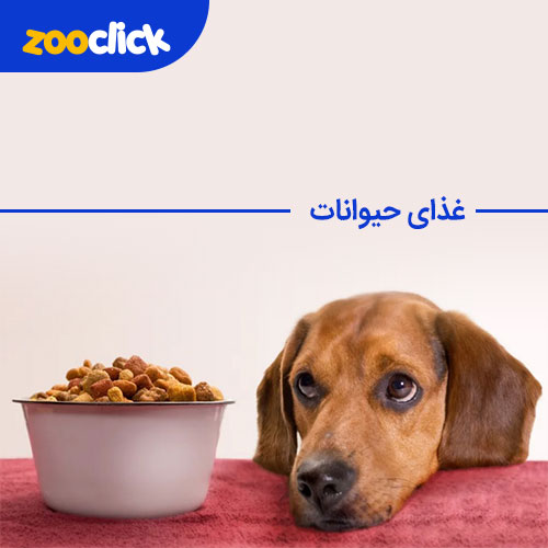 غذای حیوانات