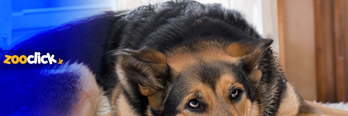 4 مرحله بیماری کبدی در سگ ها